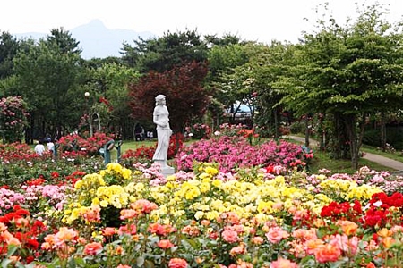 【K-ROAD】市中心的玫瑰花園 – 首爾大公園玫瑰園